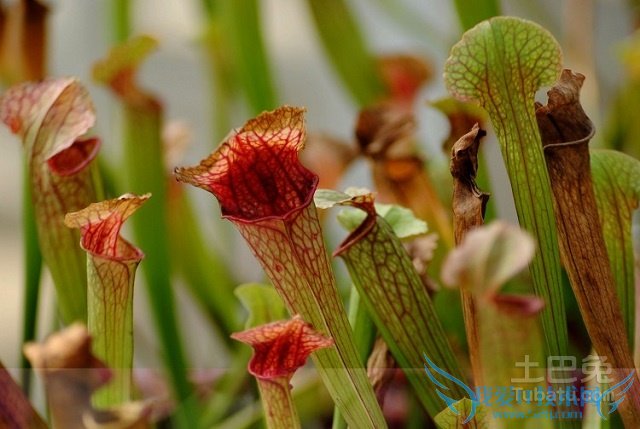 瓶子草怎么养 瓶子草怎么养