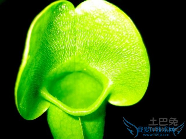 瓶子草怎么养 瓶子草怎么养