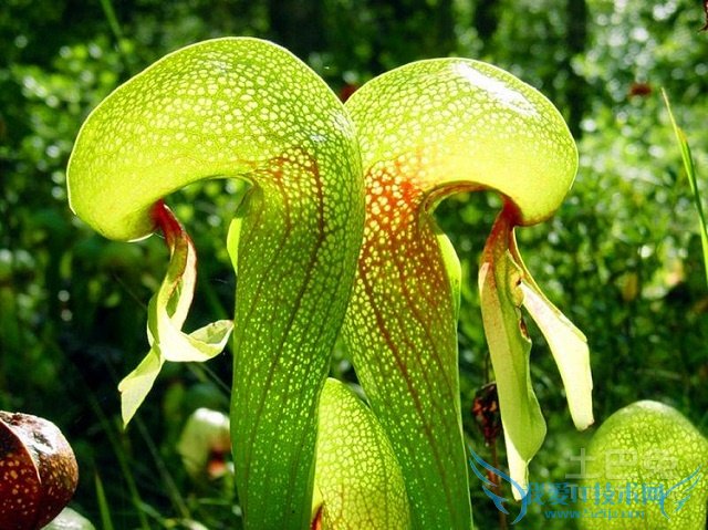 瓶子草怎么养 瓶子草怎么养