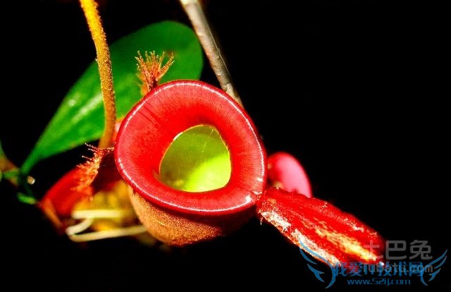 瓶子草怎么养 瓶子草怎么养