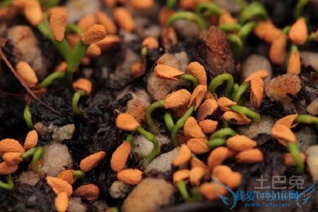 瓶子草怎么养 瓶子草怎么养