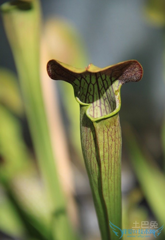 瓶子草怎么养 瓶子草怎么养