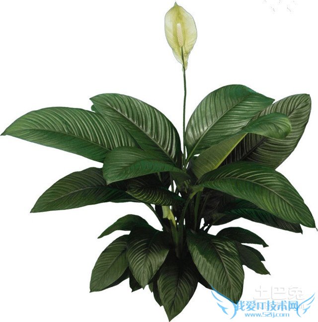 ÅèÔÔÖ²Îï´óÈ«