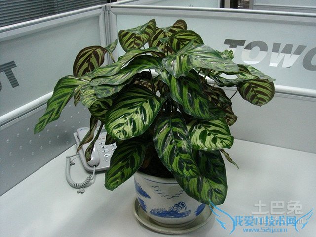 ÅèÔÔÖ²Îï´óÈ«