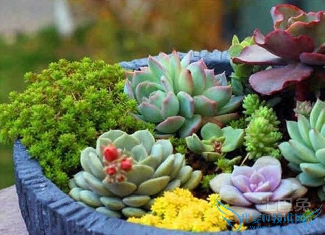 ÅèÔÔÖ²Îï´óÈ«