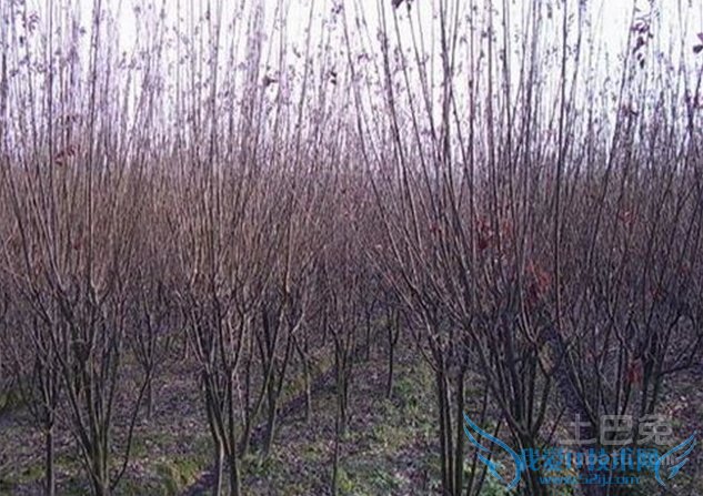 红叶李种植技术 红叶李种植技术