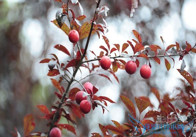 红叶李种植技术 红叶李种植技术