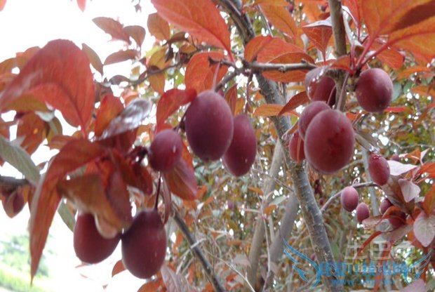 红叶李种植技术 红叶李种植技术