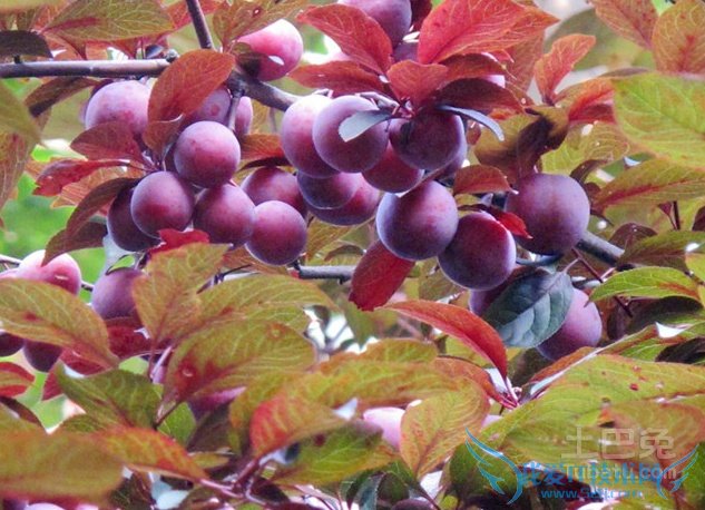 红叶李种植技术 红叶李种植技术