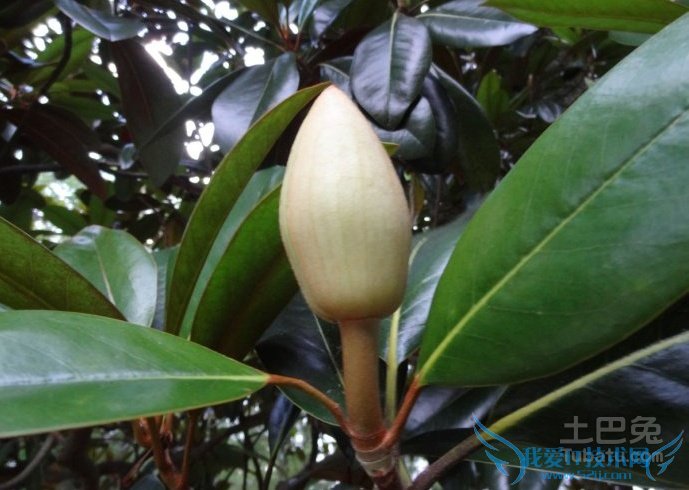 橡皮树开花 橡皮树开花