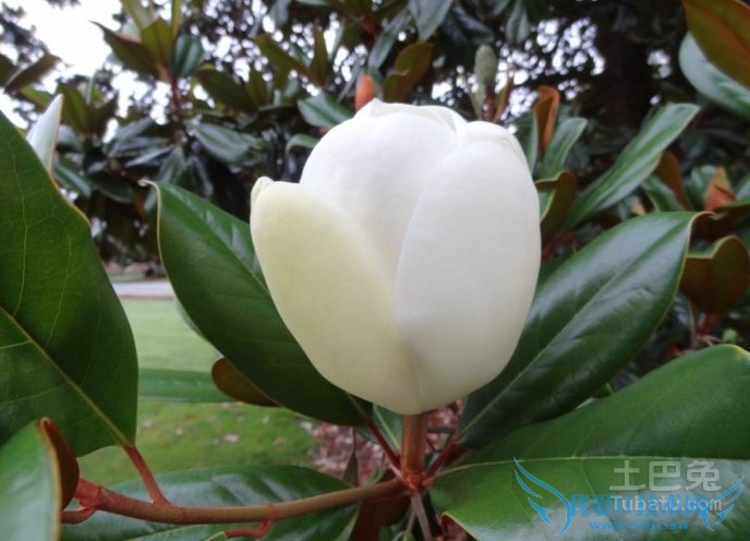 橡皮树开花 橡皮树开花