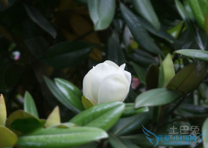 橡皮树开花 橡皮树开花