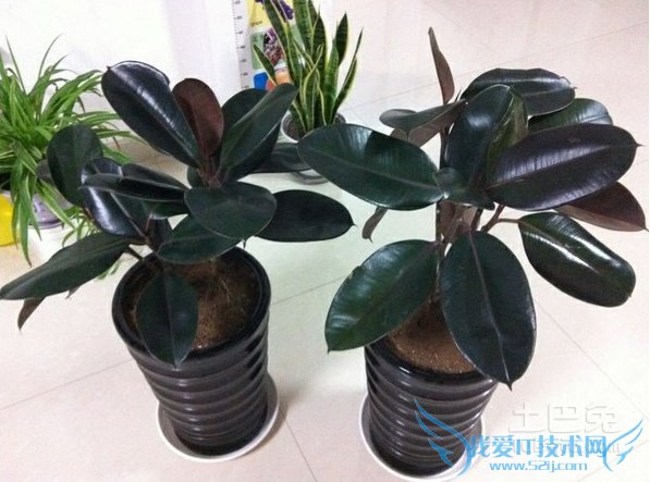 橡皮树开花 橡皮树开花