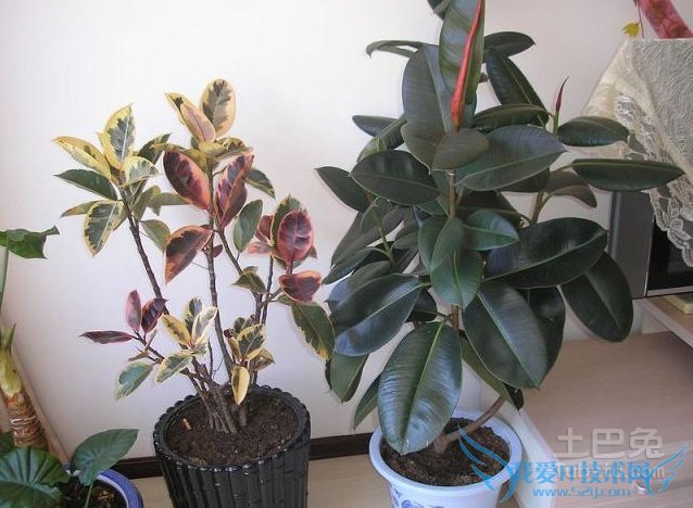 橡皮树开花 橡皮树开花