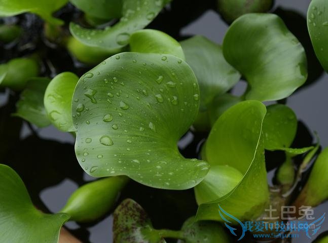 凤眼莲图片 凤眼莲图片