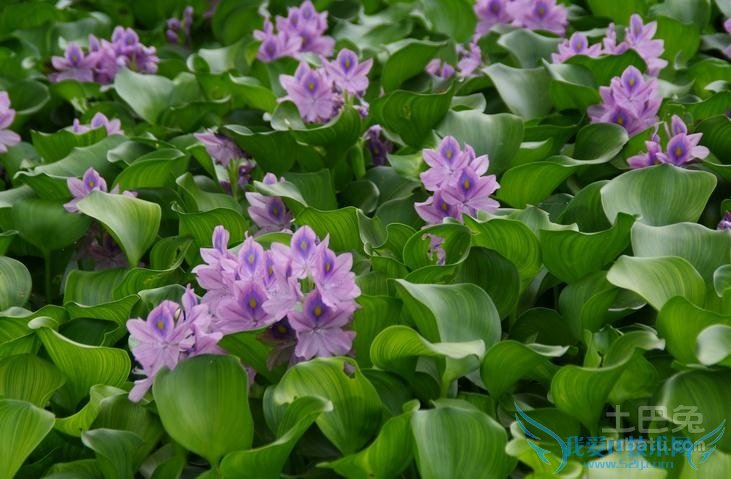 凤眼莲图片 凤眼莲图片