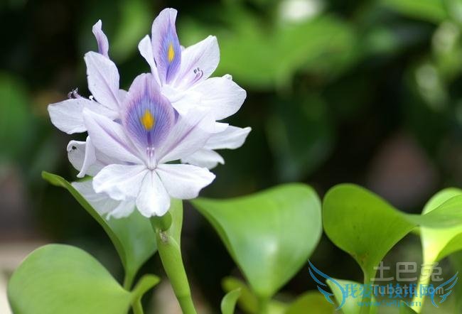 凤眼莲图片 凤眼莲图片