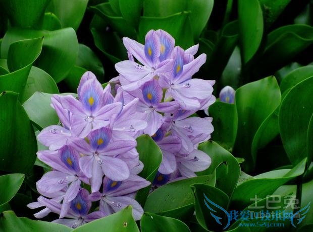 凤眼莲图片 凤眼莲图片