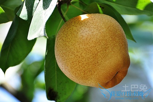 晚秋黄梨种植技术