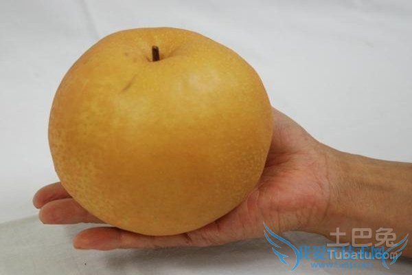 晚秋黄梨种植技术