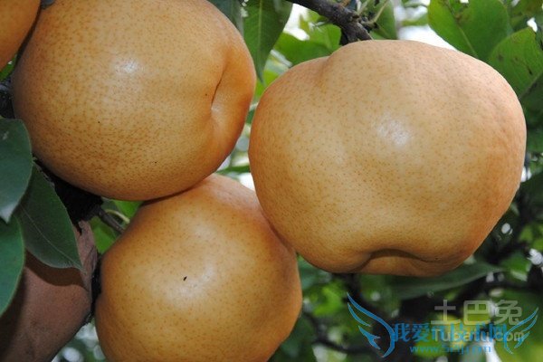 晚秋黄梨种植技术