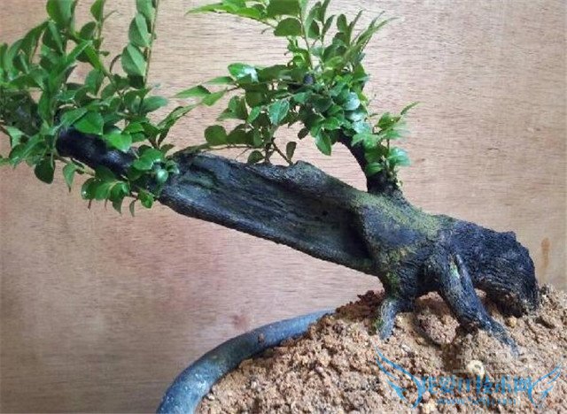 黑骨茶盆景制作