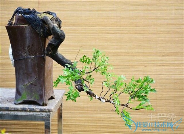 黑骨茶盆景制作 黑骨茶盆景制作