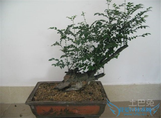 黑骨茶盆景制作 黑骨茶盆景制作