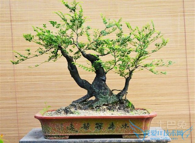 黑骨茶盆景制作