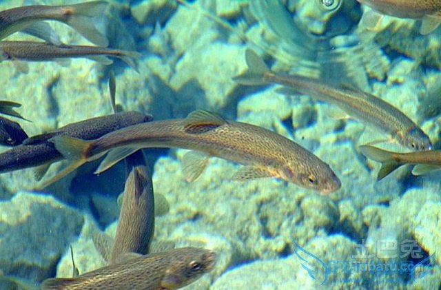 冷水鱼介绍 冷水鱼介绍