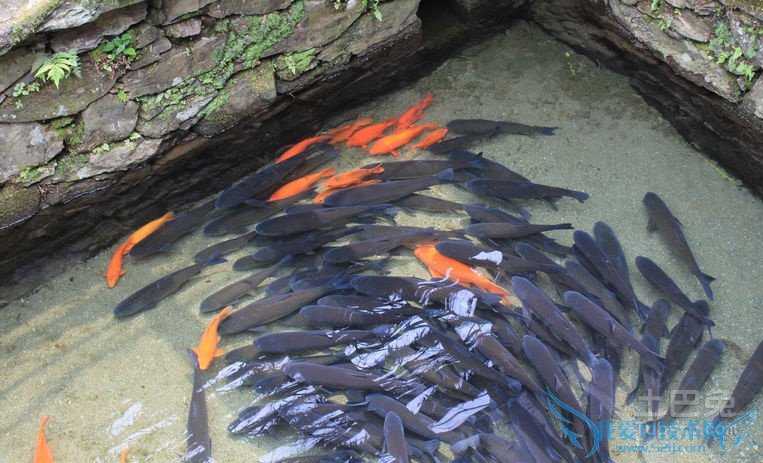 冷水鱼介绍 冷水鱼介绍