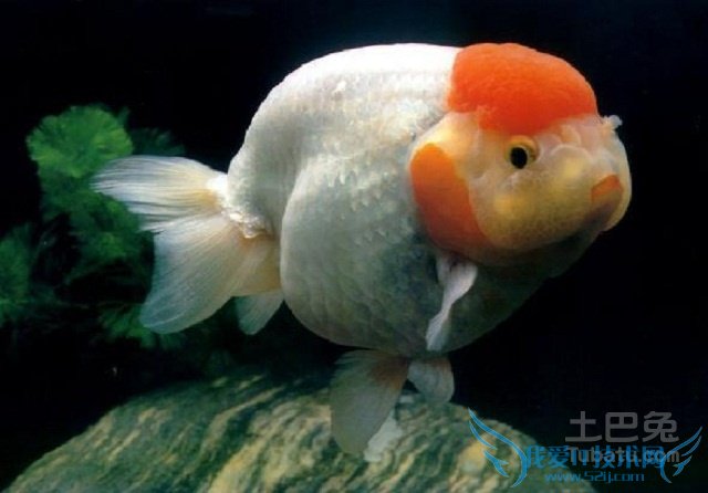 冷水鱼介绍 冷水鱼介绍