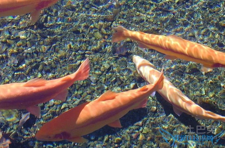 冷水鱼介绍 冷水鱼介绍
