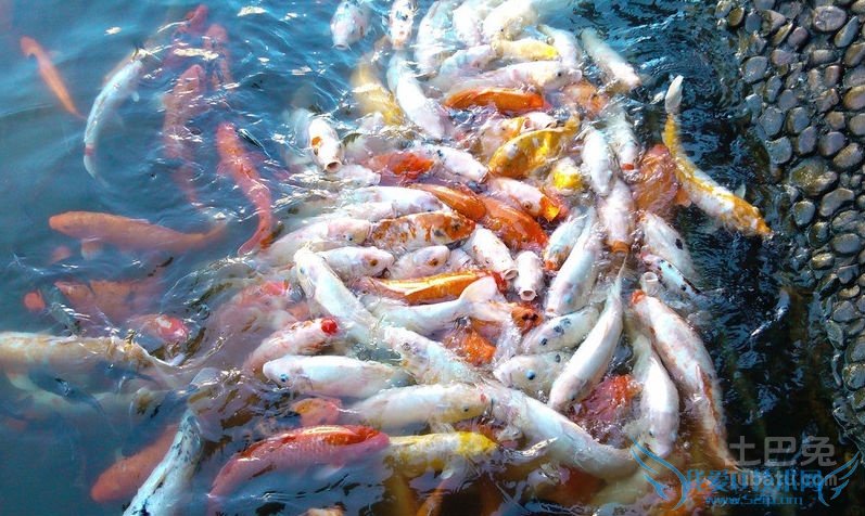 冷水鱼介绍 冷水鱼介绍