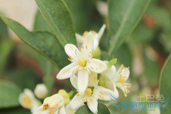 代代花的养殖方法 代代花的养殖方法