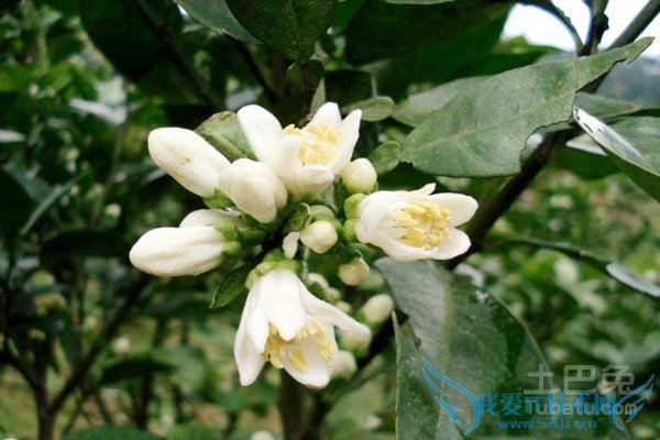 代代花的养殖方法 代代花的养殖方法