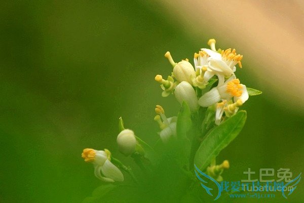 代代花的养殖方法 代代花的养殖方法