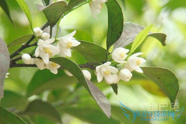 代代花的养殖方法 代代花的养殖方法