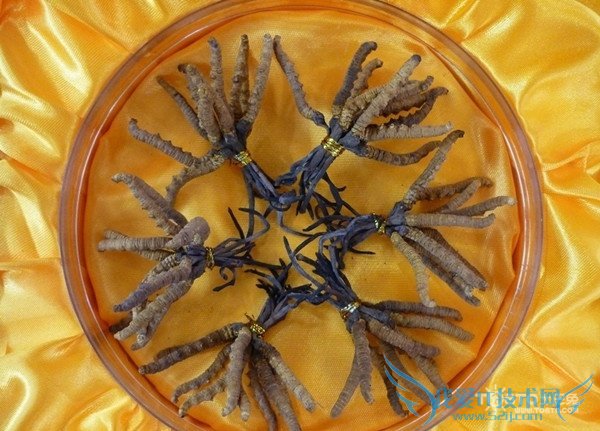 冬虫夏草是什么 冬虫夏草是什么