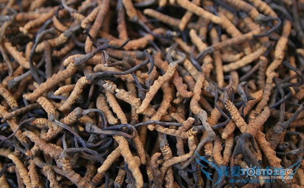 冬虫夏草是什么 冬虫夏草是什么