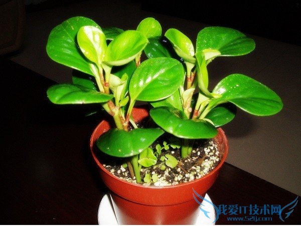 豆瓣绿的作用 细数豆瓣绿三大作用