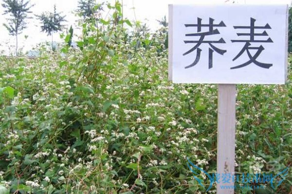 金荞麦图片 金荞麦图片