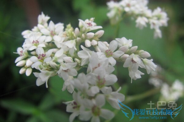 金荞麦图片 金荞麦图片