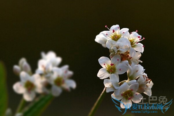 金荞麦图片 金荞麦图片