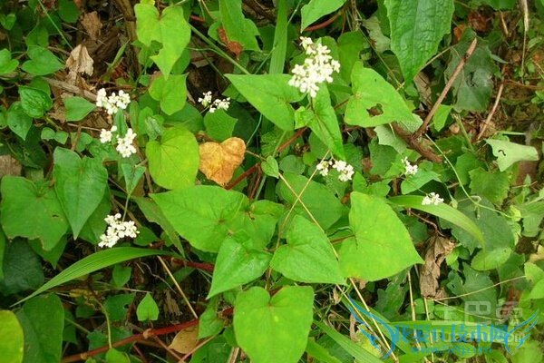 金荞麦图片 金荞麦图片