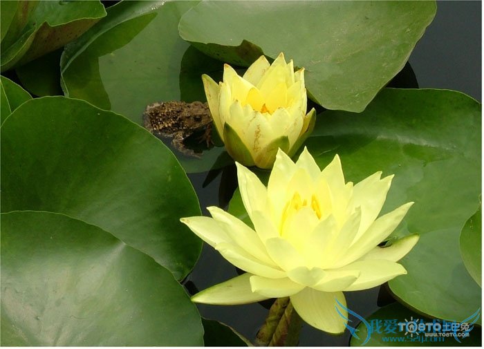 睡莲图片大全 睡莲图片欣赏及资料介绍