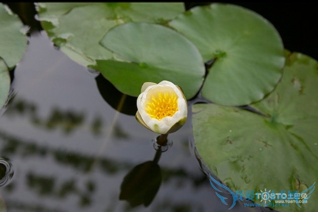 睡莲图片大全 睡莲图片欣赏及资料介绍