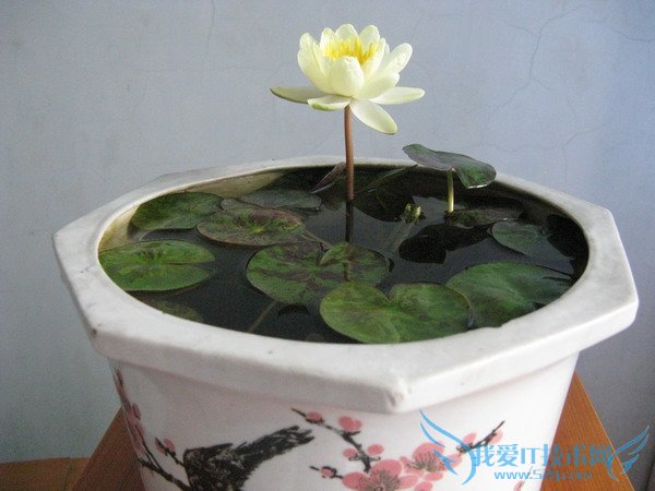 睡莲图片大全 睡莲图片欣赏及资料介绍