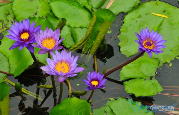 睡莲图片大全 睡莲图片欣赏及资料介绍