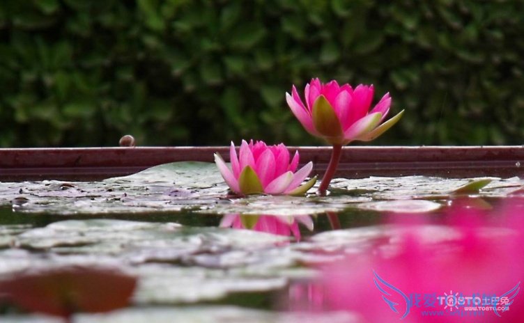 睡莲图片大全 睡莲图片欣赏及资料介绍